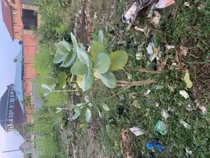 Land in a Good and Well Developed Area Close to Everytin. Gbopa London