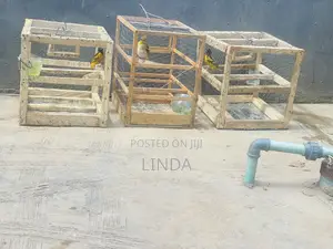 This Cannery Is Available For New Home With The Cage, Going For