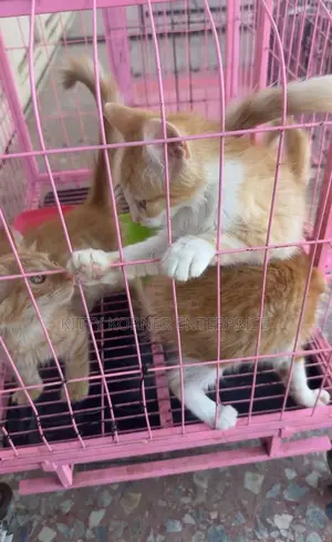 1-3 months Male Purebred Turkish Angora