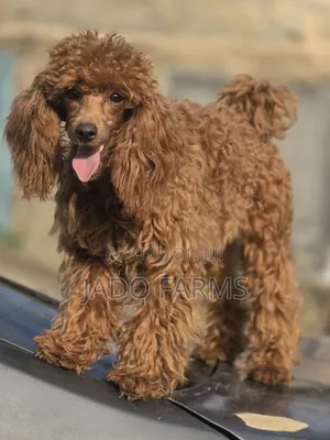 6-12 months Female Purebred Poodle