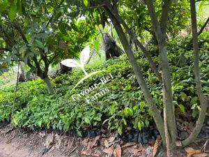 Hybrid Cocoa Seedlings