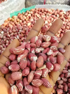 Red Kampala Groundnut