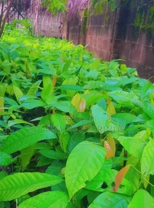 Cocoa Seedling