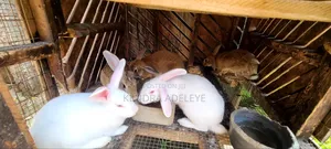 High Quality Rabbits for Sale