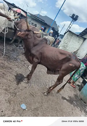 Cows Goats Rams Cheap