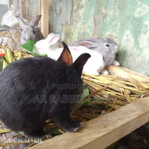 Rabbit Weaners for Sale