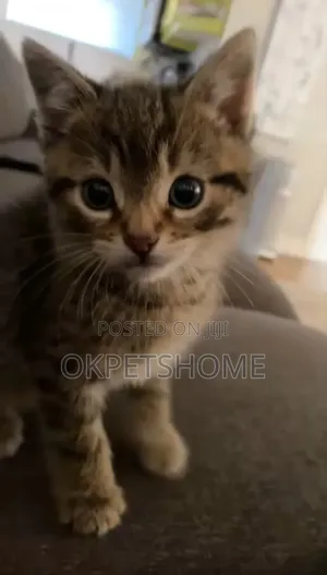 3-6 months Female Mixed Breed American Shorthair
