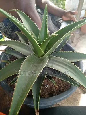 Indoor/Out Door Plants