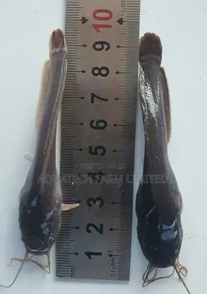 Catfish Fingerling/Juveniles