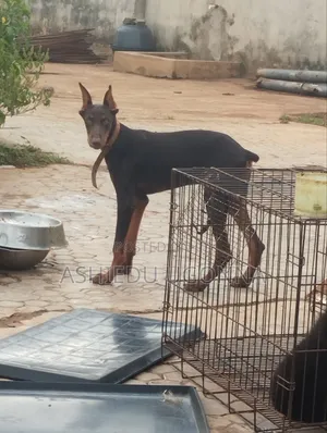 3-6 months Male Purebred Doberman Pinscher
