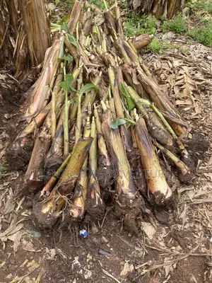 Plantain Sucker