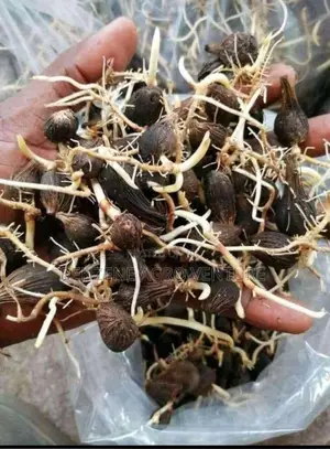 Supergene Sprouted Palm Seeds