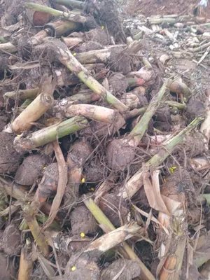 Giant Elephat Plantain Suckers