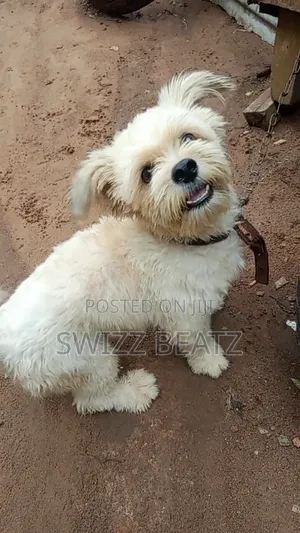 1+ year Male Purebred Lhasa Apso