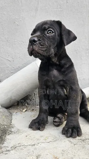 1-3 months Female Purebred Cane Corso