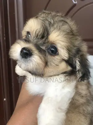 1-3 months Male Purebred Lhasa Apso