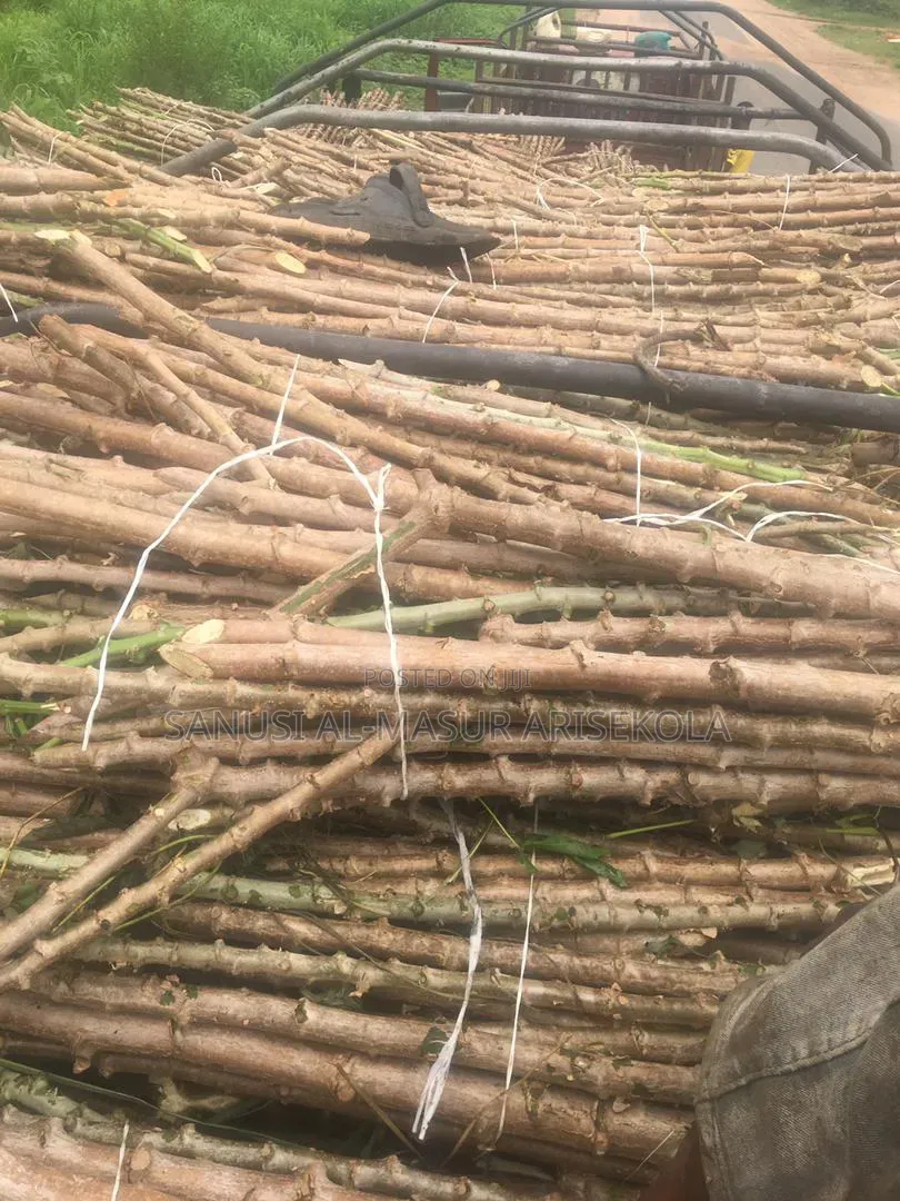 2026 Tme 419 Cassava Stem