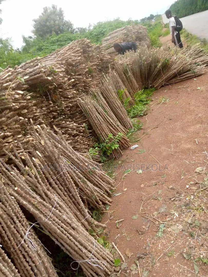 2026 Tme 419 Cassava Stem