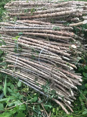 2026 Tme 419 Cassava Stem