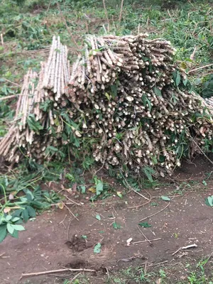 2026 Tme 419 Cassava Stem