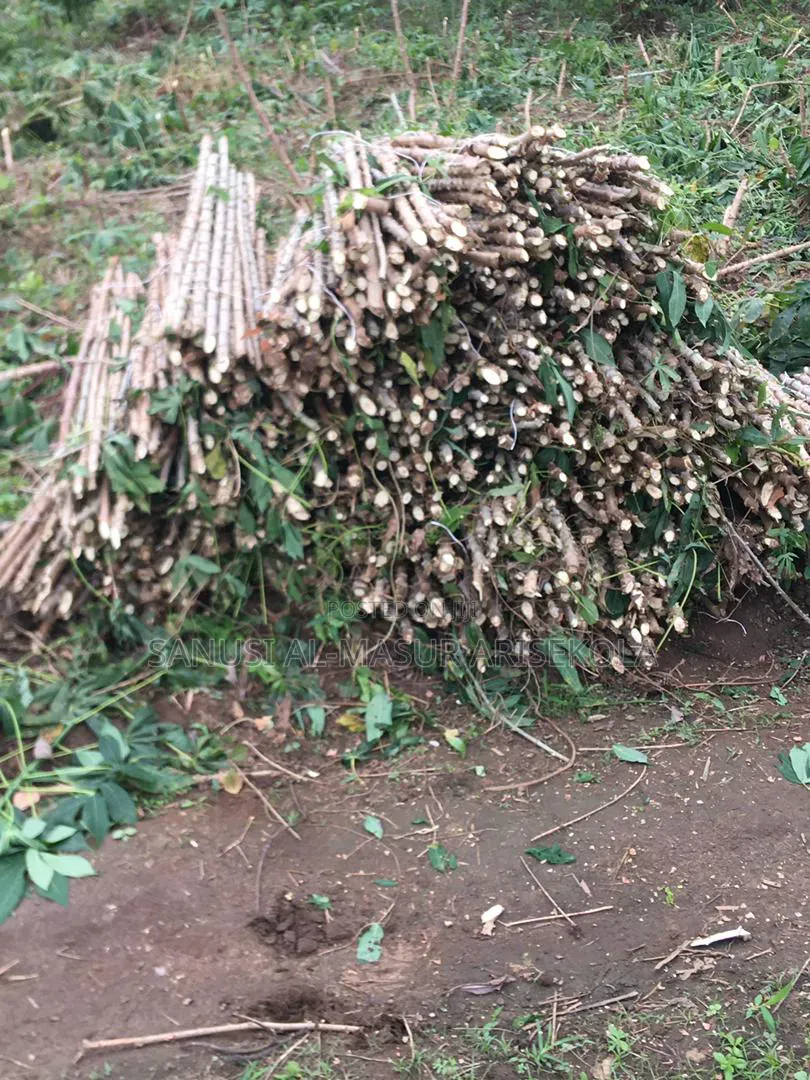 2026 Tme 419 Cassava Stem