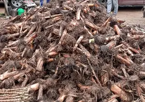 Hybrid Plantain Suckers