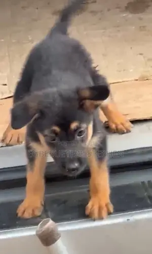 1-3 months Female Purebred German Shepherd