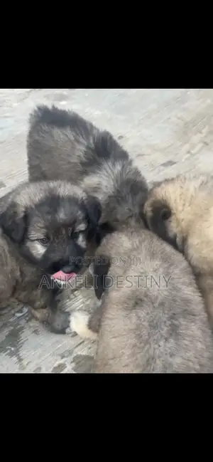 1-3 months Male Purebred Caucasian Shepherd