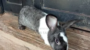 Rabbit Meat for Sale