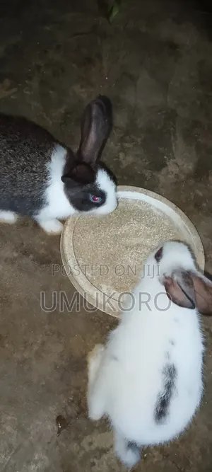 Rabbit Grower