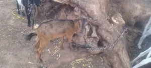 Goat (Ewure)