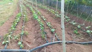 Agricultural Consultant Farm Manager | 90% Yield Efficiency |