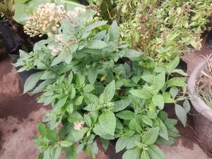 English Bitterleaf