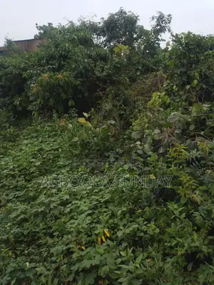 1 Plot of Land / 60 by 120