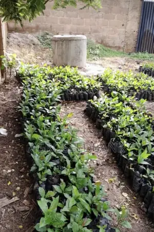 Hybrid Cashew Seedlings