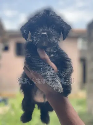 1-3 months Male Purebred Lhasa Apso