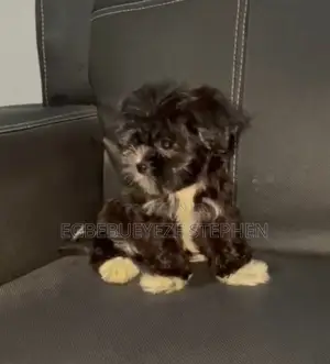 1-3 months Female Purebred Lhasa Apso