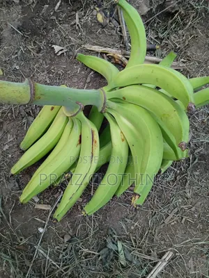 Premium Farm-Direct Plantains (Freshly Harvested in Akure)