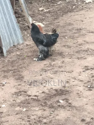 Brahma Exotic Chicken