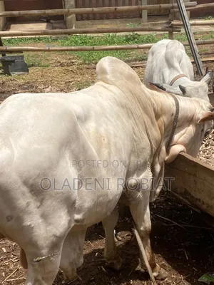 Healthy Cow for Sale