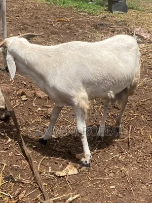 Premium Fat Ram Available – Perfect for Sallah