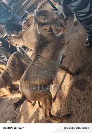 Native Goats Rams and Cows Cheap