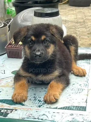 1-3 months Female Purebred German Shepherd