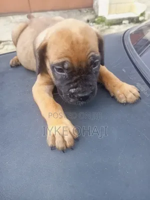 1-3 months Female Purebred Boerboel