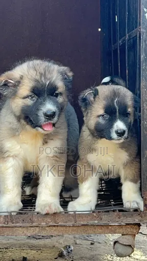 1-3 months Female Purebred Caucasian Shepherd