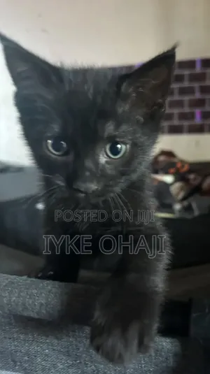 1-3 months Male Purebred American Shorthair