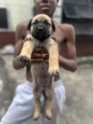 1-3 months Male Purebred Boerboel