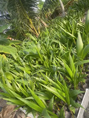 Hybrid Coconut Seedlings