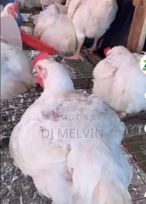 Broiler Chicken