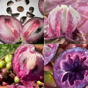 Purple Star Apple Seedlings
